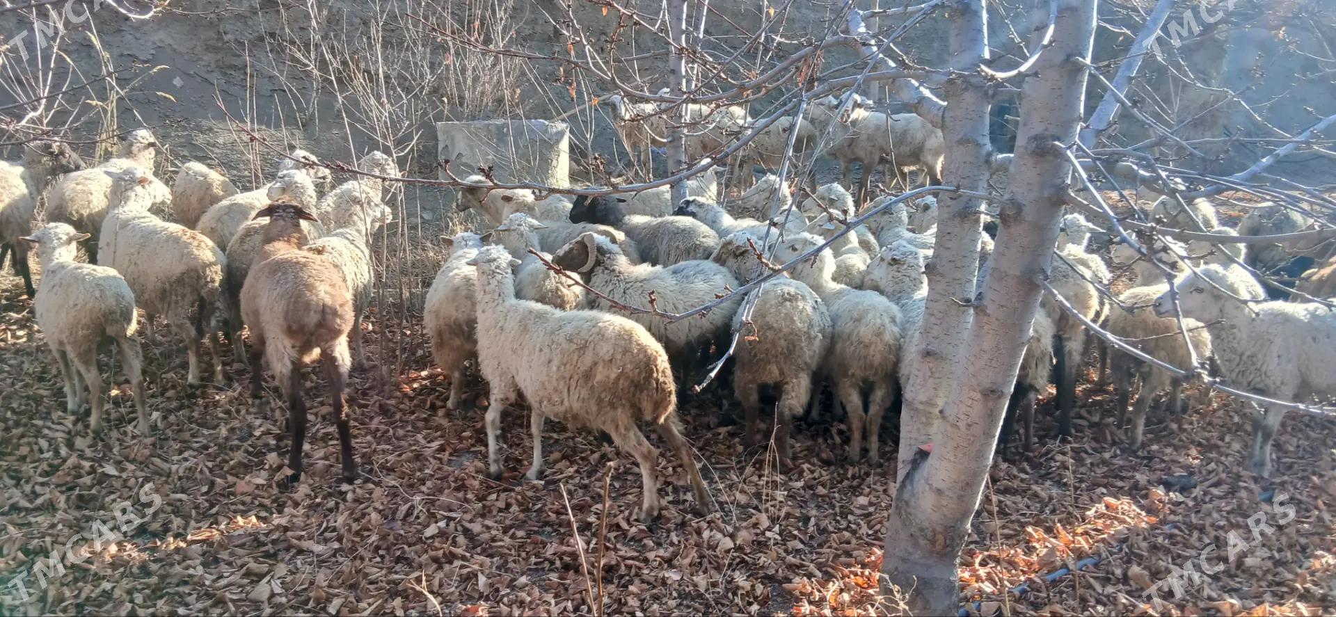 Gurat goýunlar - Bäherden - img 3