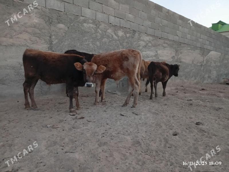 Şwes ökuzler tuweler - Herrikgala - img 7