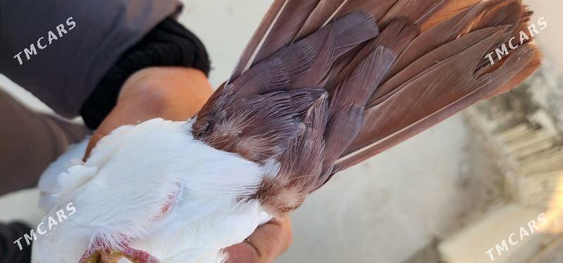 GYZYL SARY SEY - Aşgabat - img 4