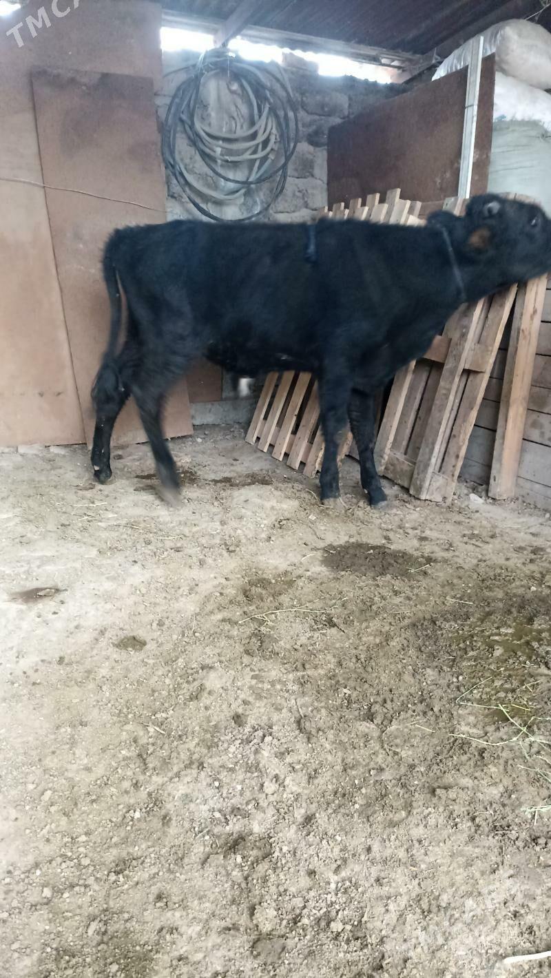 Öküzler - Bedew - img 3