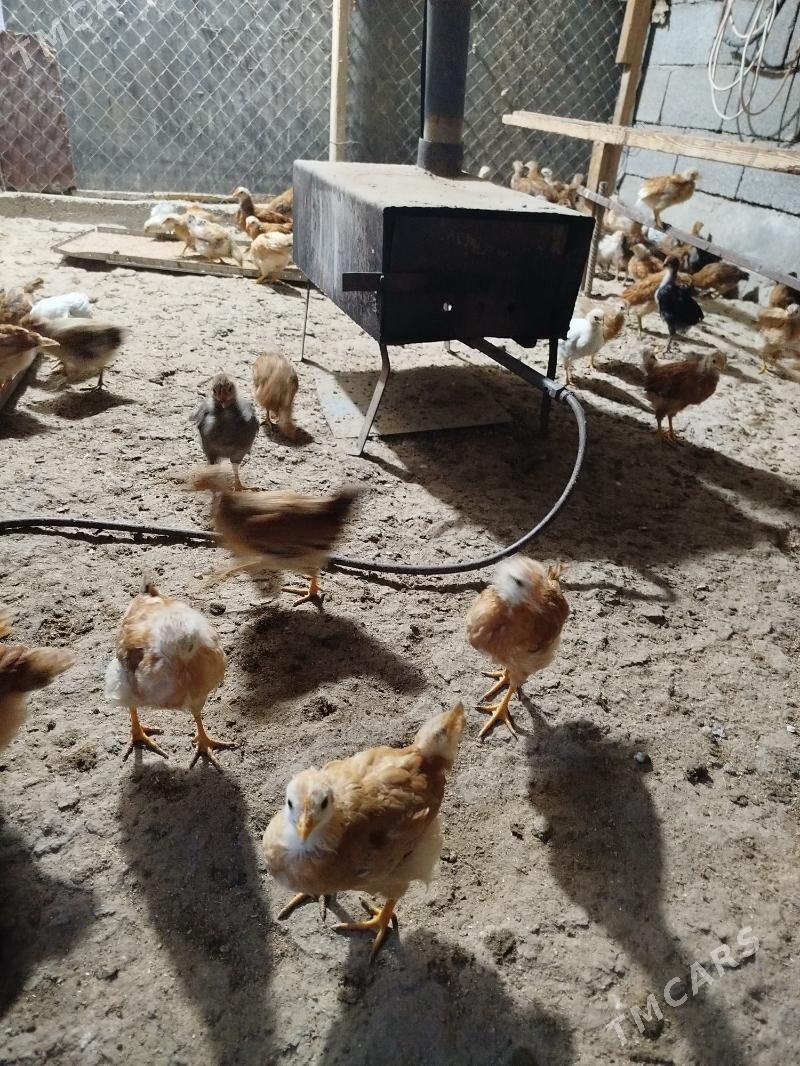 juyje - Magtymguly - img 5