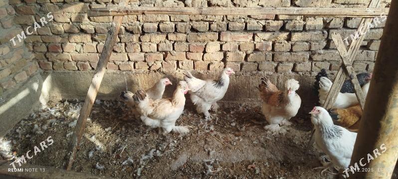 Brama towuk - Gökdepe - img 5