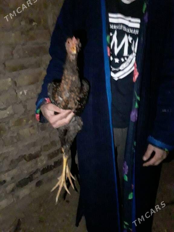 bayes juja - Чарджоу - img 3