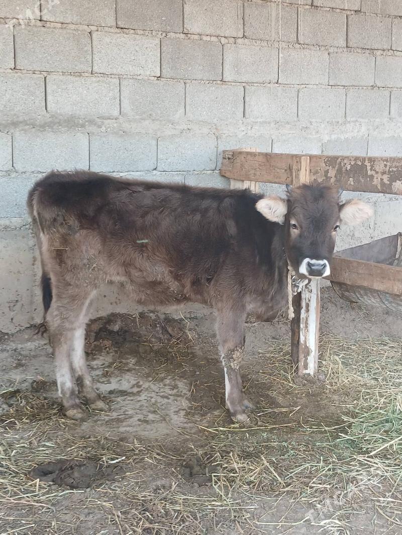 Tuwe - Gökdepe - img 2