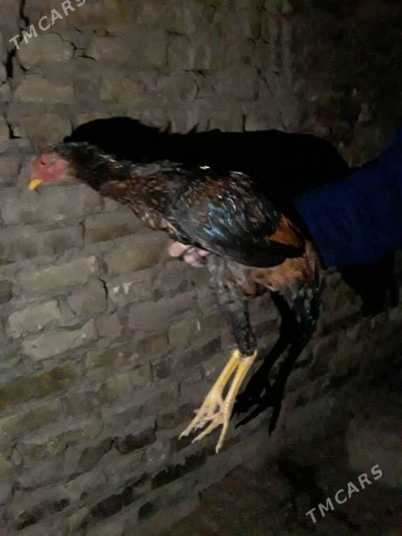 bayes juja - Чарджоу - img 2