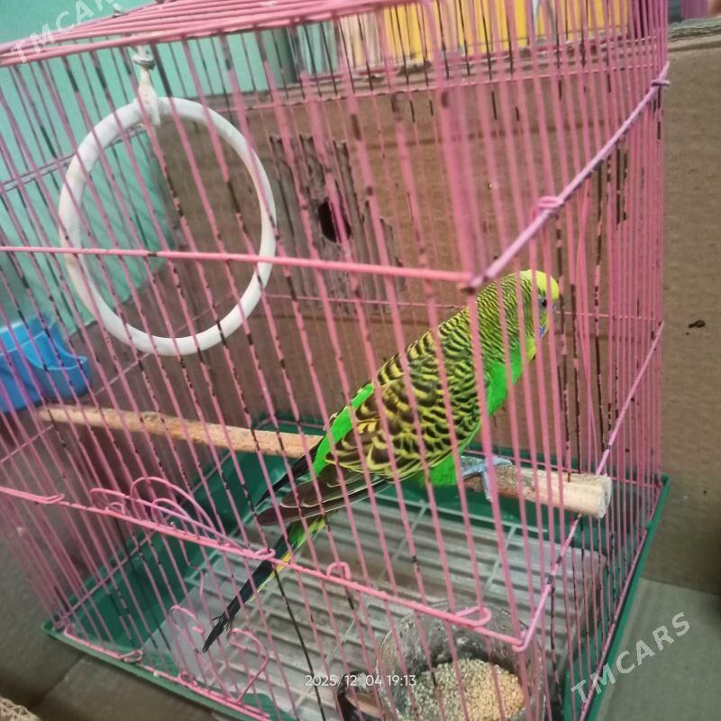 Pabugay gus - Дашогуз - img 3