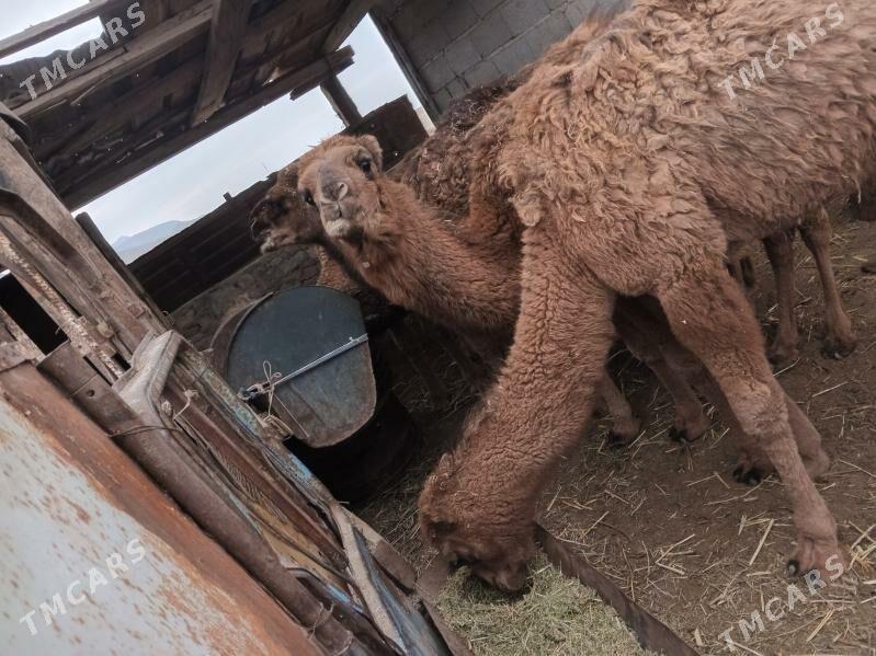 Torum ogşuk - Bereket - img 1