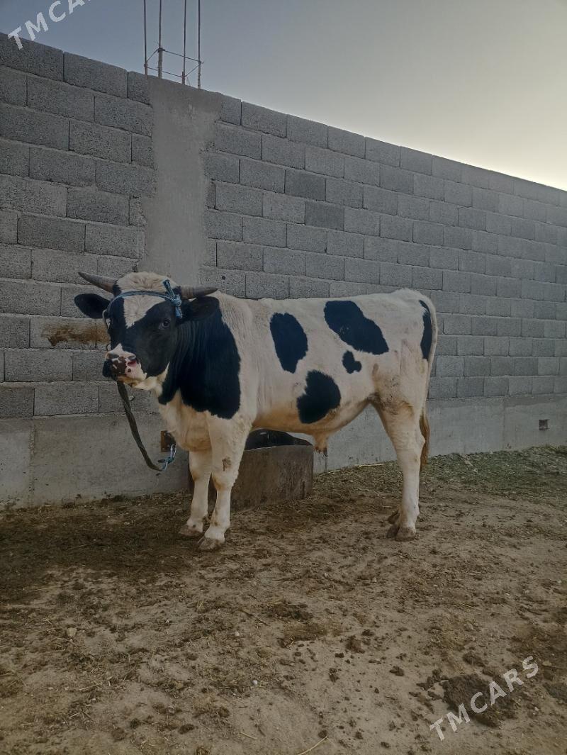 höwür öküz - Balkanabat - img 1