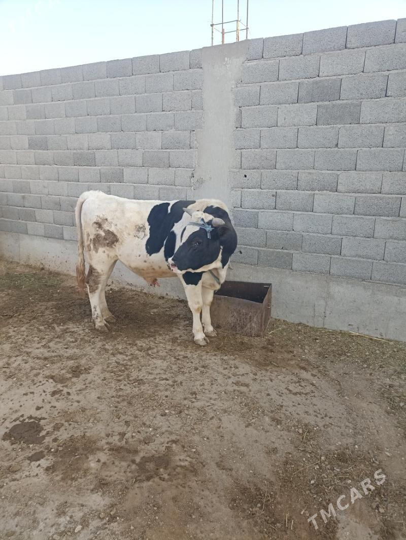 höwür öküz - Balkanabat - img 3