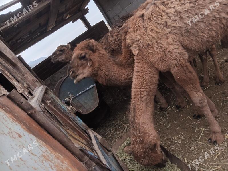 Torum ogşuk - Bereket - img 2