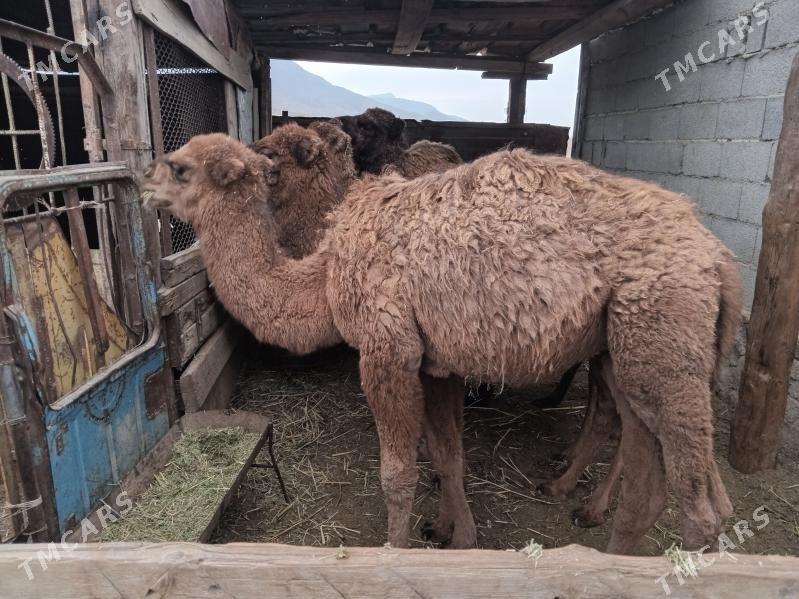 Torum ogşuk - Bereket - img 3