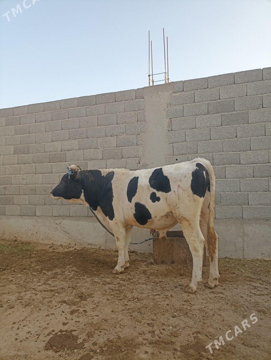 höwür öküz - Balkanabat - img 2