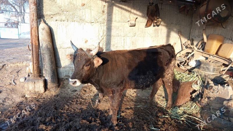 Okuz - Gökdepe - img 3