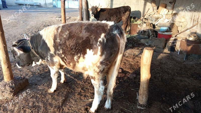 Okuz - Gökdepe - img 2