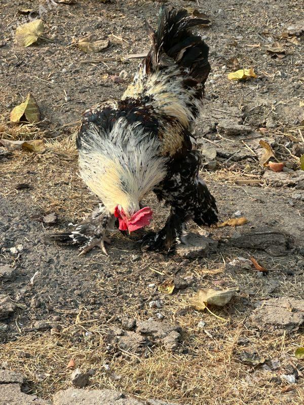 Horaz - Aşgabat - img 1