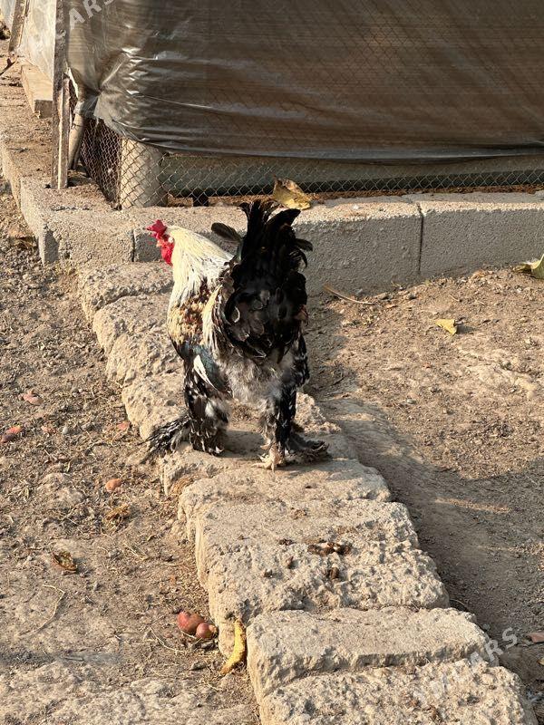 Horaz - Aşgabat - img 2