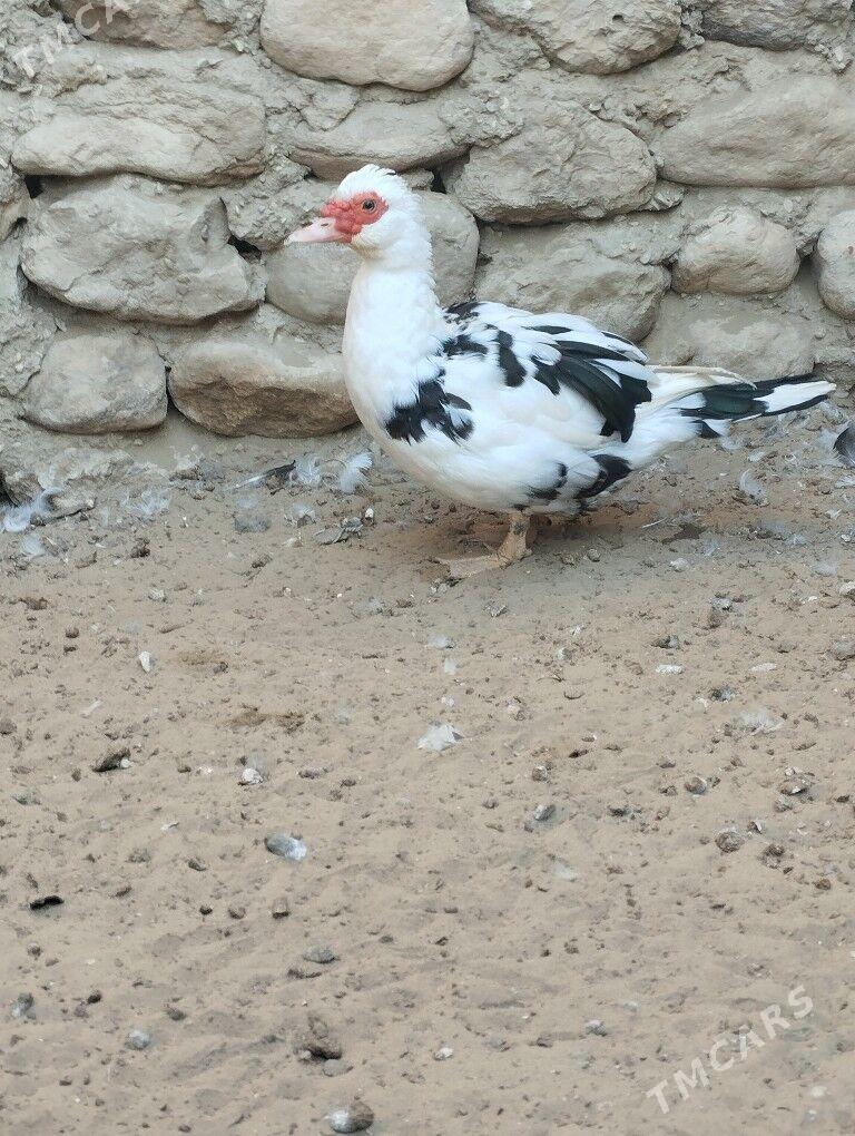 tawuk - Jebel - img 4