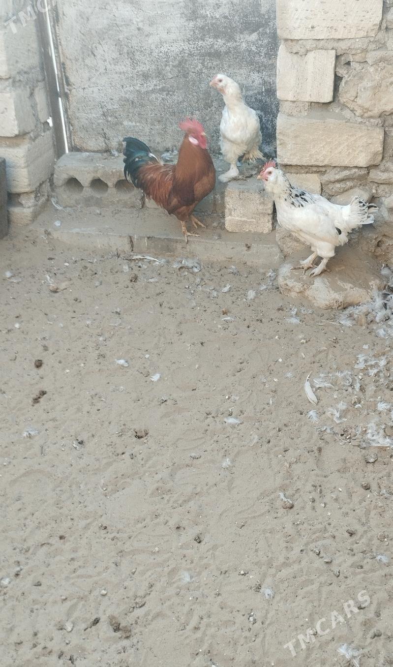 tawuk - Jebel - img 2