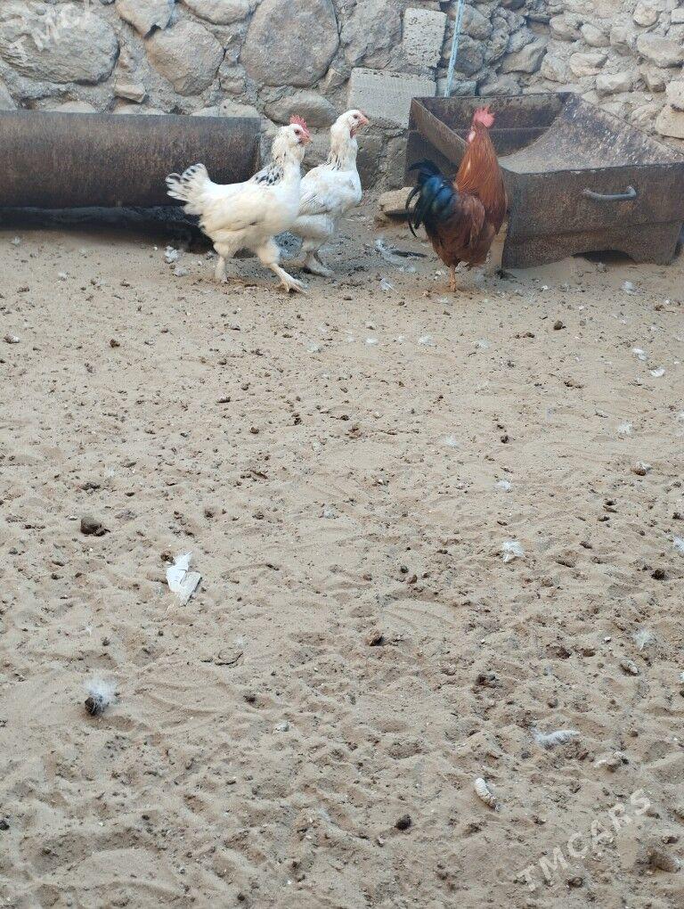 tawuk - Jebel - img 3