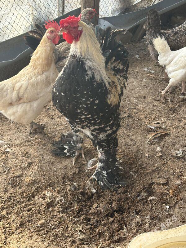 Horaz - Aşgabat - img 3