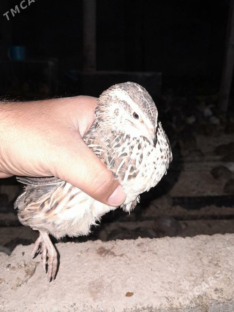 Bedene - Gökdepe - img 5