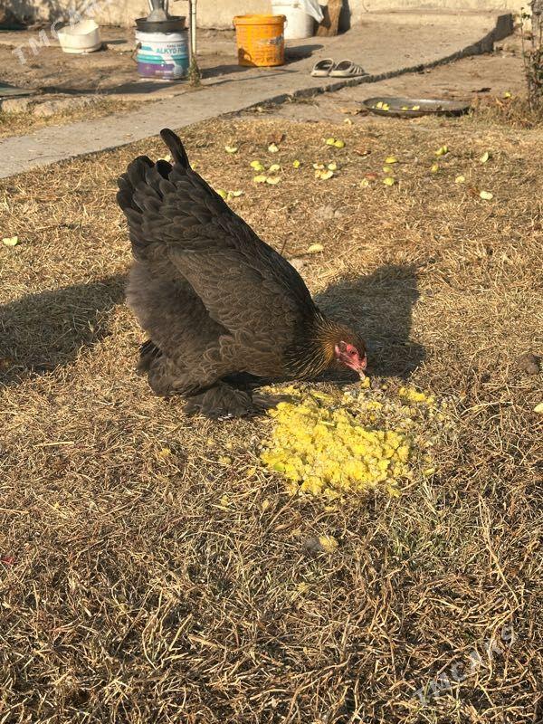 brama - Aşgabat - img 3