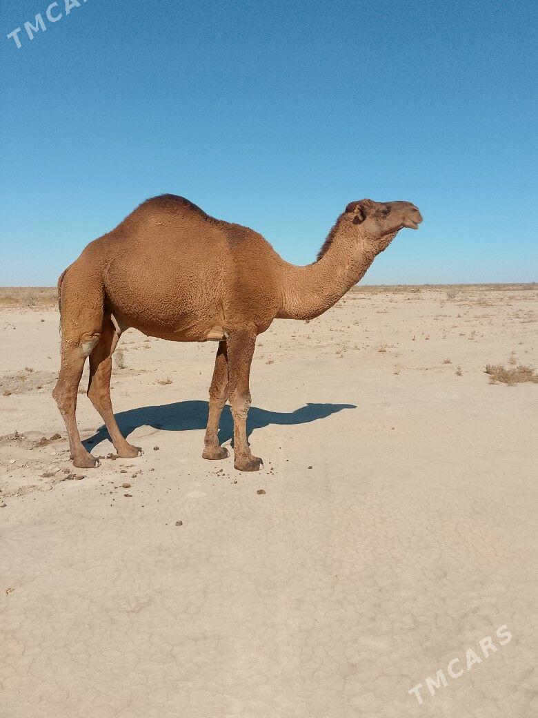 Düÿe - Сакарчага - img 6