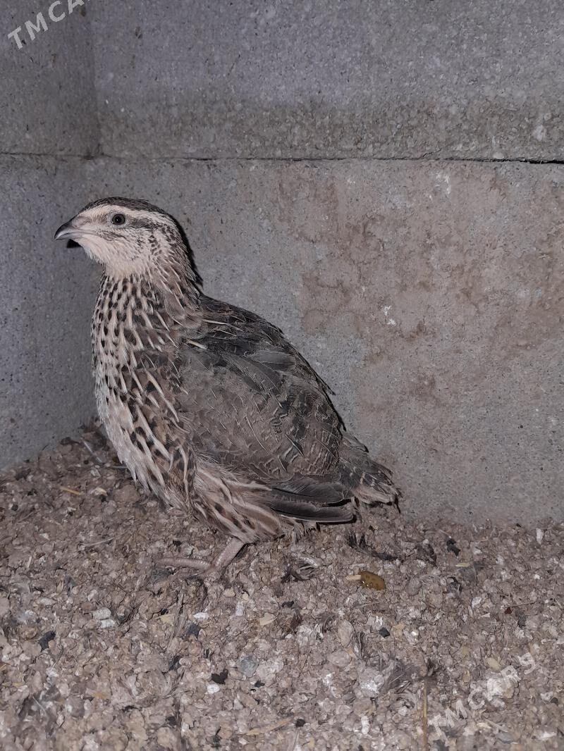 Bedene - Gökdepe - img 2