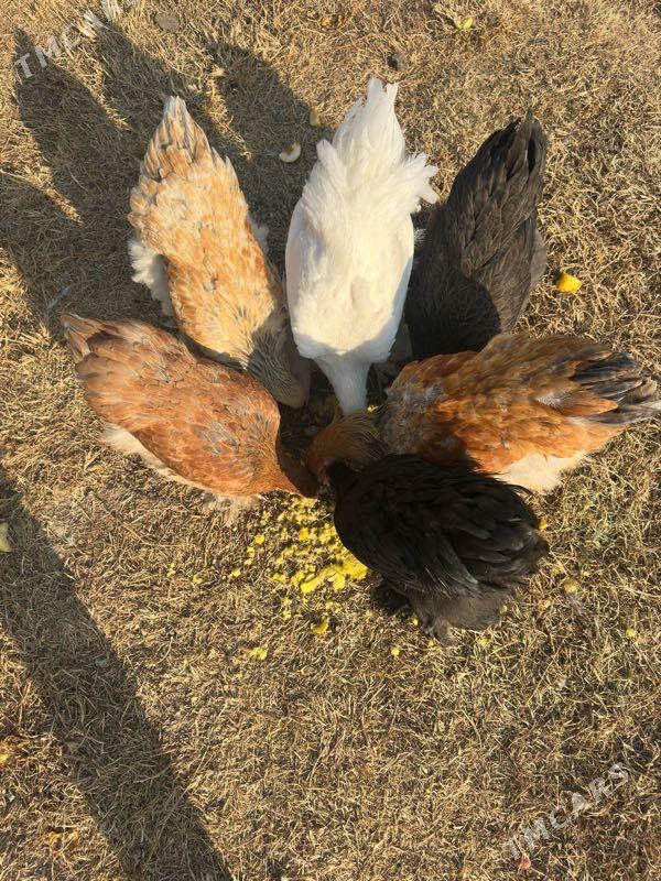 brama - Aşgabat - img 5