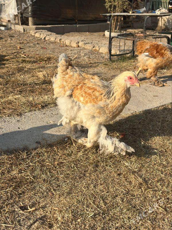 brama - Aşgabat - img 4