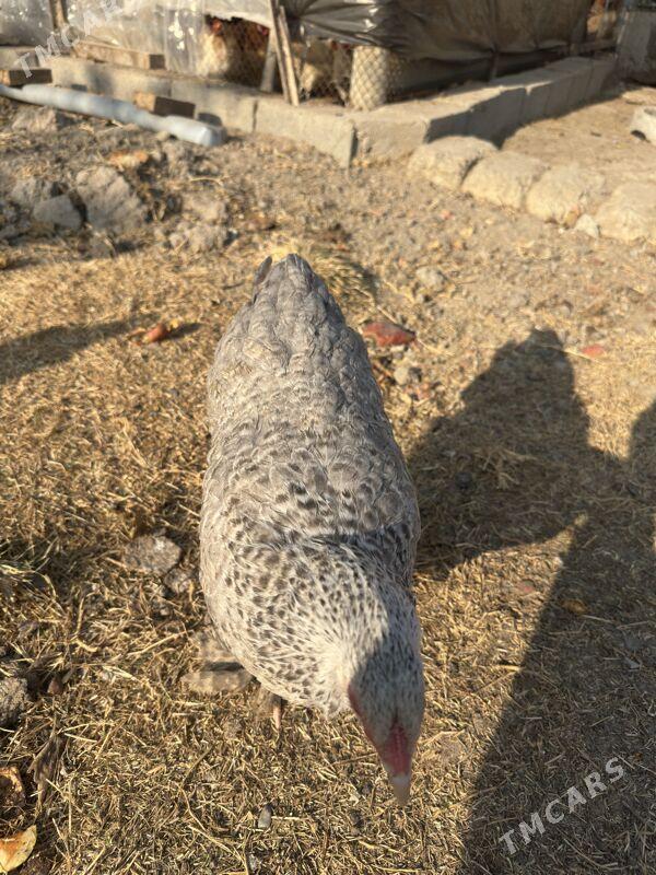 brama - Aşgabat - img 2