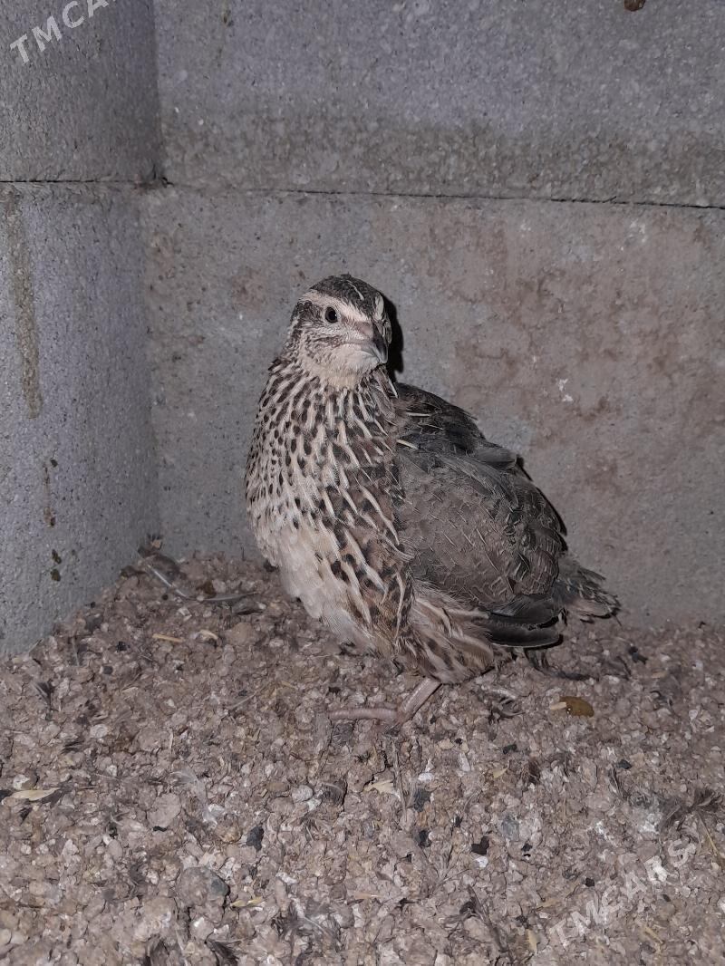 Bedene - Gökdepe - img 1