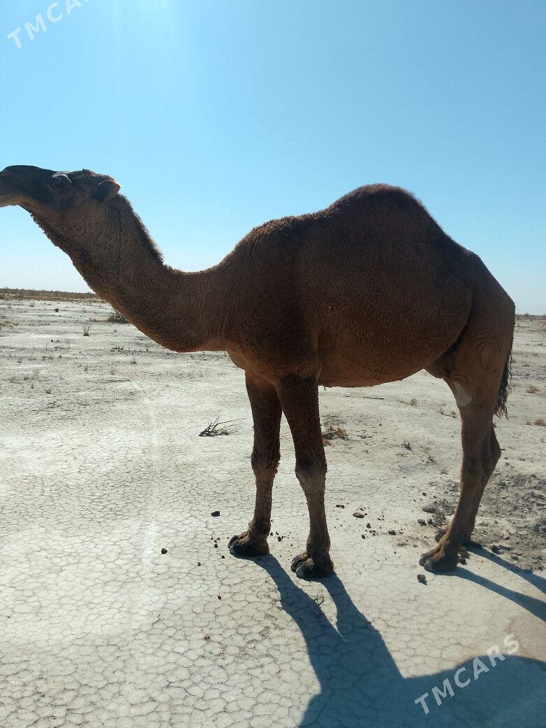 Düÿe - Сакарчага - img 7