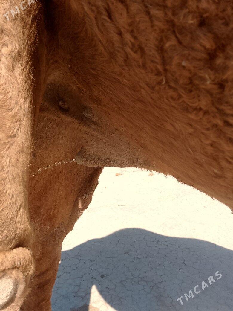 Düÿe - Сакарчага - img 5