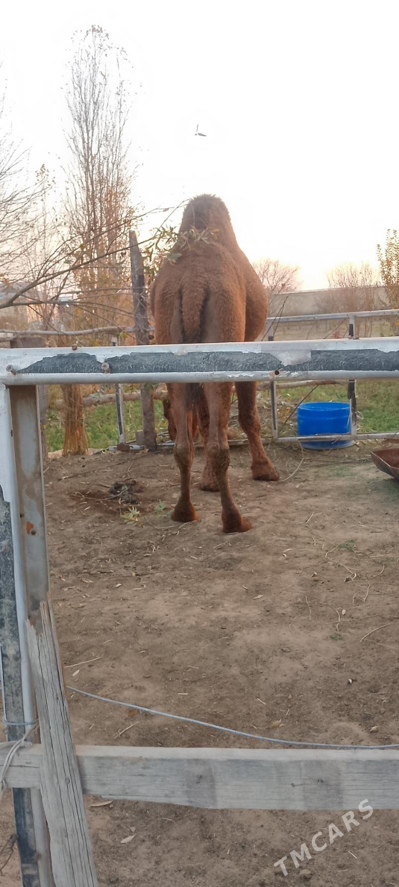 Düÿe - Сакарчага - img 4