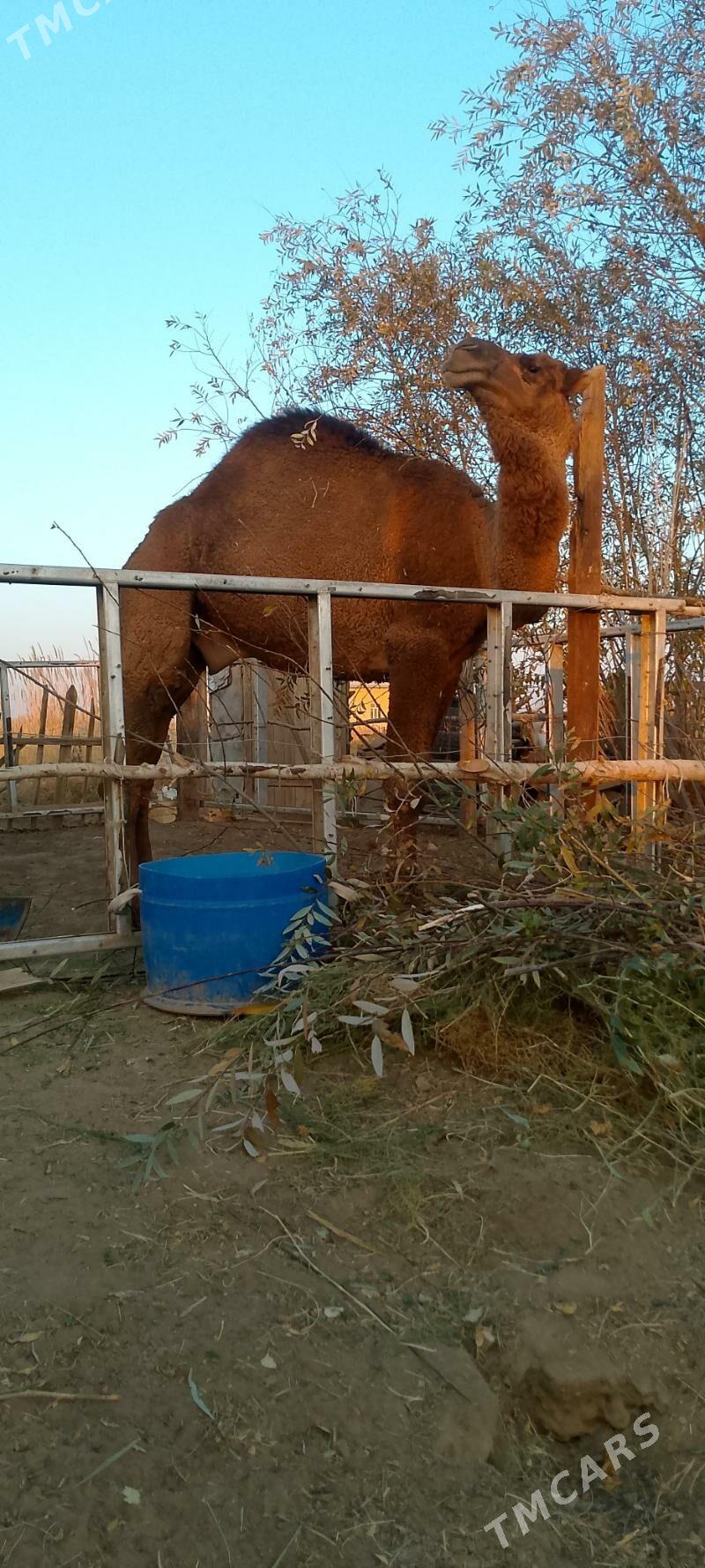 Düÿe - Сакарчага - img 2