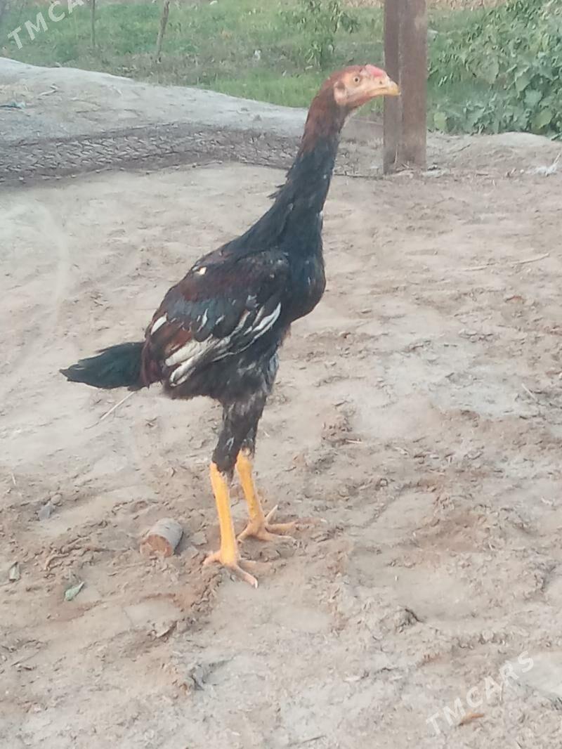 bayes - Wekilbazar - img 2