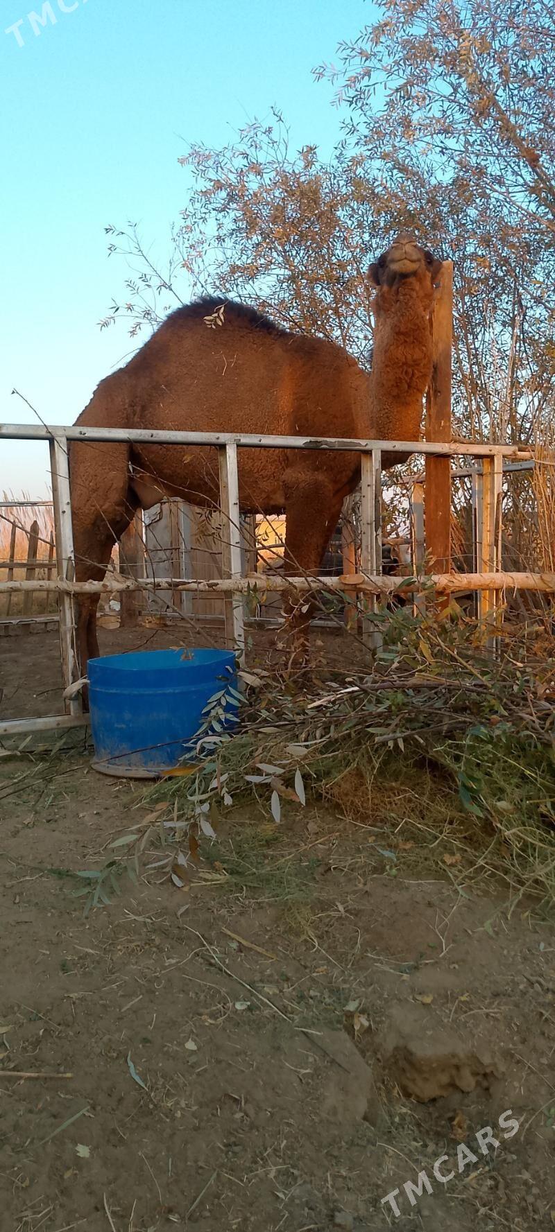 Düÿe - Сакарчага - img 3