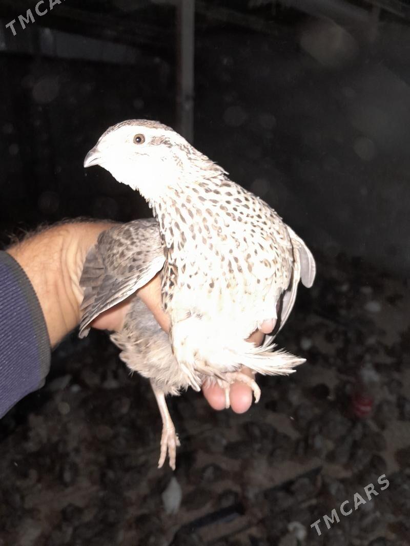 Bedene - Gökdepe - img 4