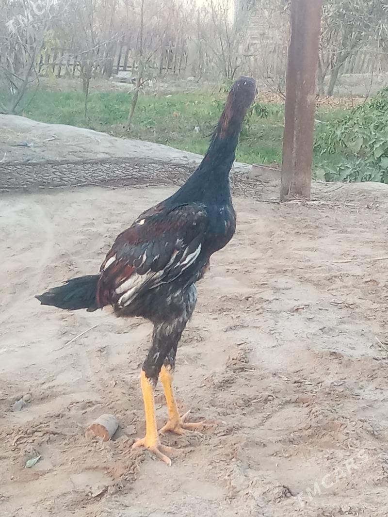 bayes - Wekilbazar - img 3