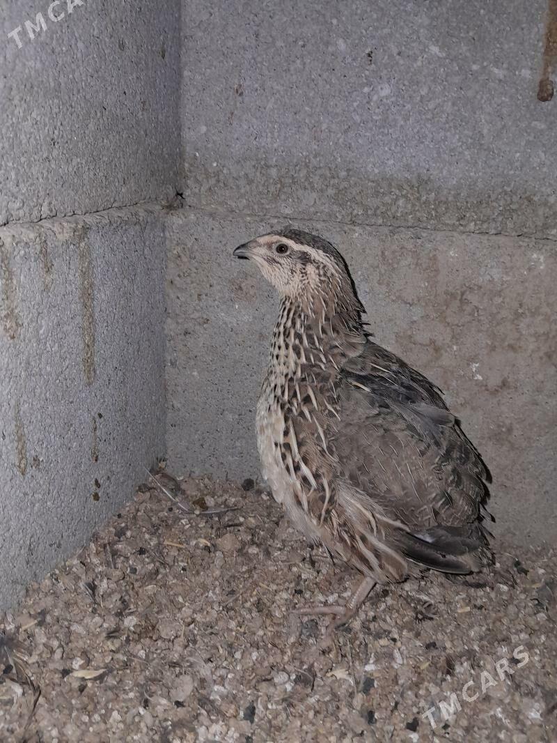 Bedene - Gökdepe - img 3
