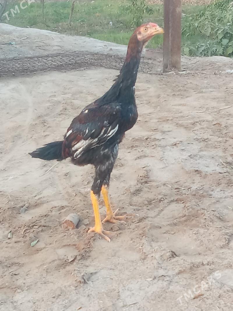 bayes - Wekilbazar - img 4