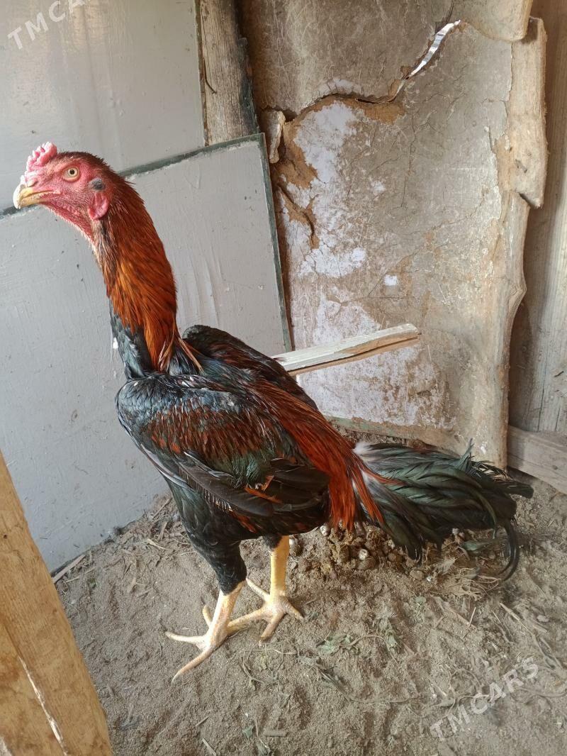 horaz juje - Farap - img 3