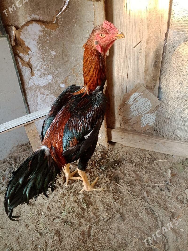 horaz juje - Farap - img 2