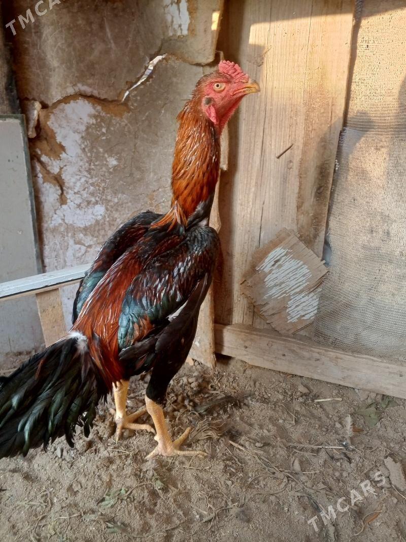 horaz juje - Farap - img 1