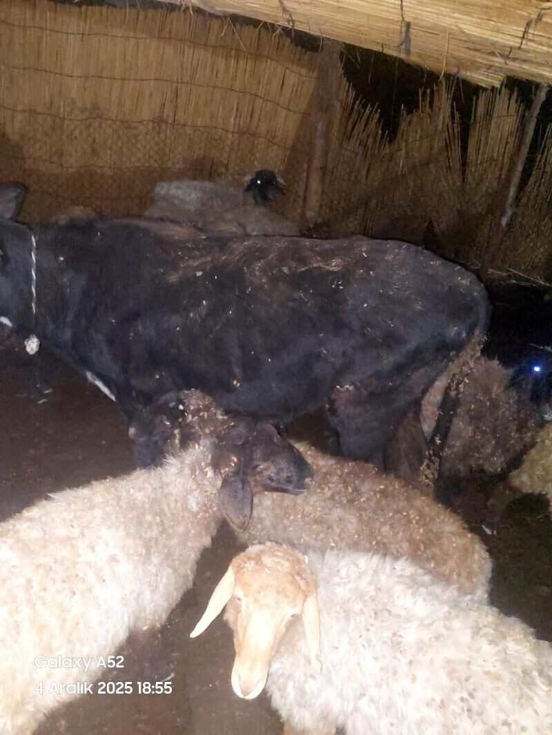 öküz - Murgap - img 3