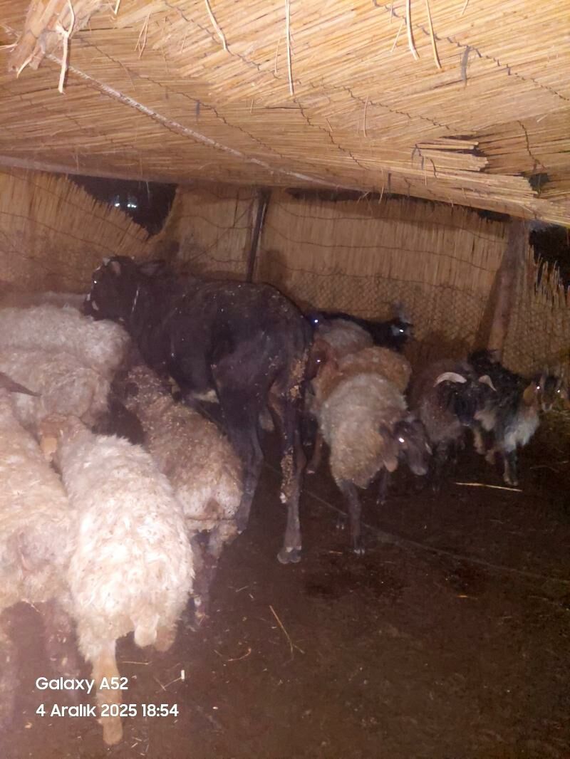 öküz - Murgap - img 2