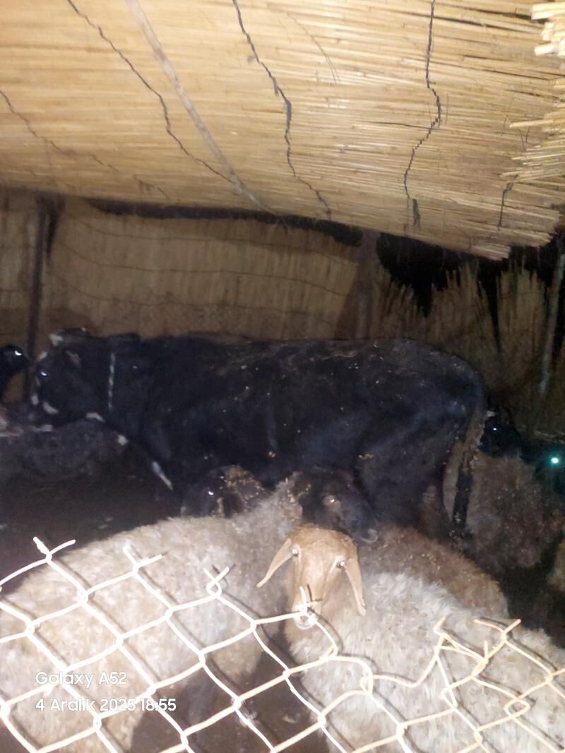 öküz - Murgap - img 4