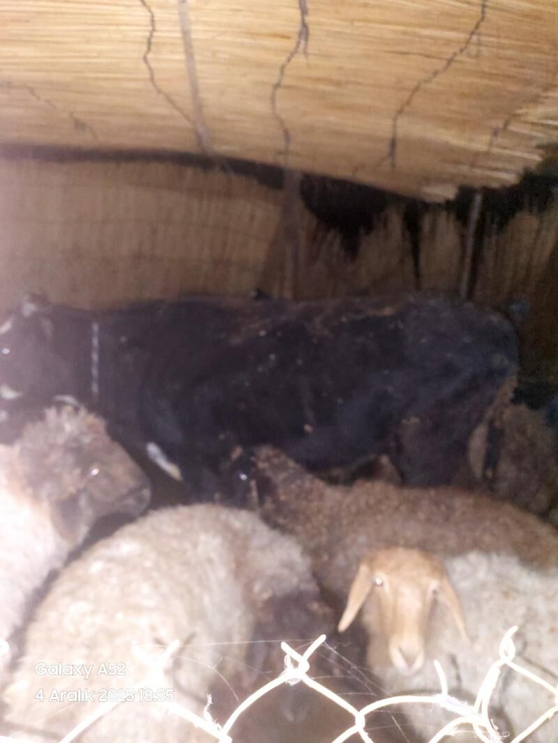 öküz - Murgap - img 5