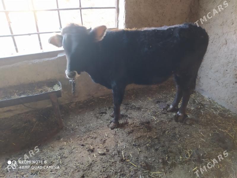 окуз - Гызыларбат - img 3